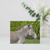 Zebra Postkarte (Stehend Vorderseite)