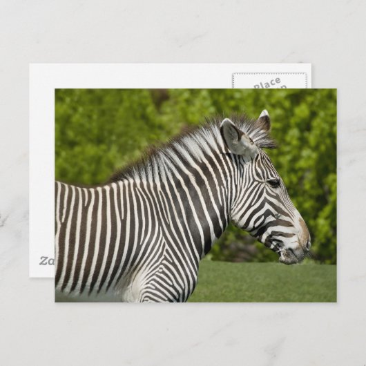 Zebra Postkarte (Vorne/Hinten)
