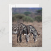 Zebra Postkarte (Vorne/Hinten)