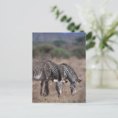 Zebra Postkarte (Stehend Vorderseite)