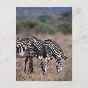 Zebra Postkarte