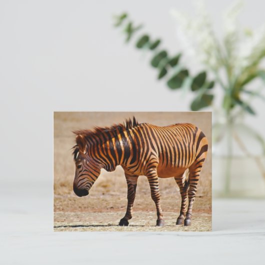 Zebra Postkarte (Stehend Vorderseite)