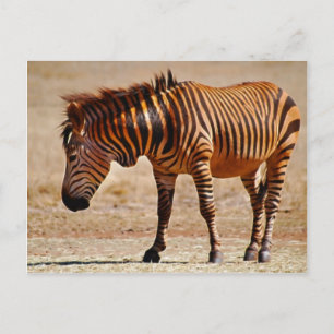 Zebra Postkarte