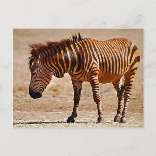 Zebra Postkarte (Vorderseite)