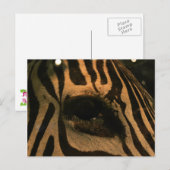 Zebra Postkarte (Vorne/Hinten)