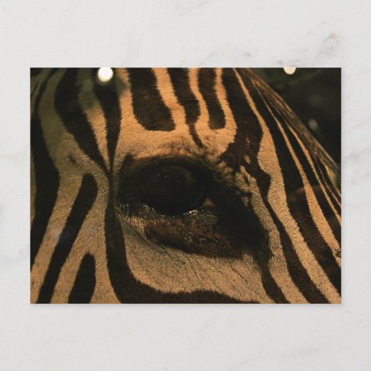 Zebra Postkarte (Vorderseite)