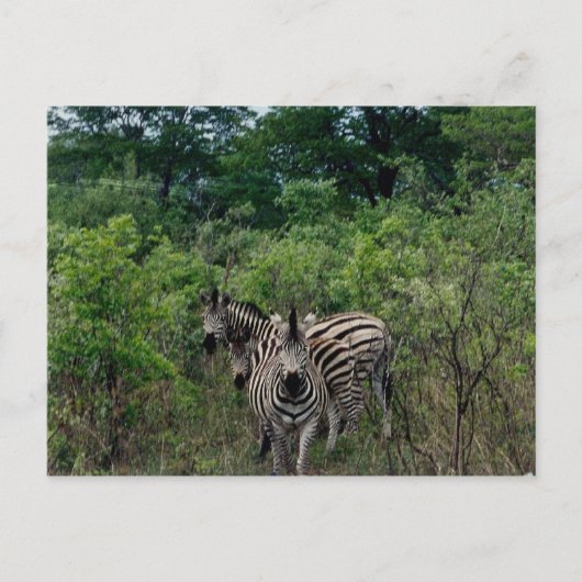 Zebra Postkarte (Vorderseite)