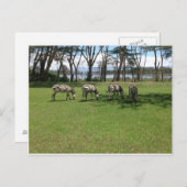 Zebra Postkarte (Vorne/Hinten)