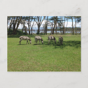 Zebra Postkarte
