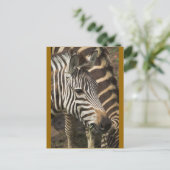 Zebra Postkarte (Stehend Vorderseite)