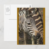 Zebra Postkarte (Vorne/Hinten)