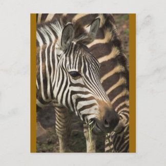 Zebra Postkarte