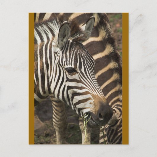 Zebra Postkarte (Vorderseite)