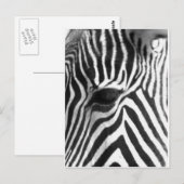 Zebra Postkarte (Vorne/Hinten)