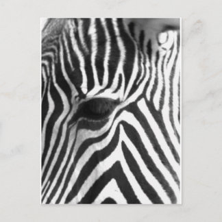 Zebra Postkarte