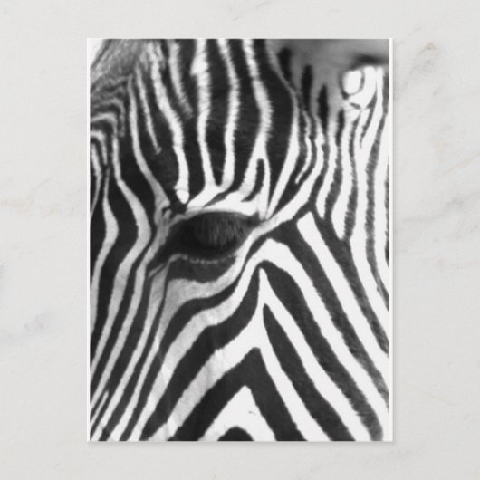 Zebra Postkarte (Vorderseite)
