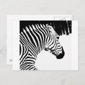 Zebra Postkarte (Vorne/Hinten)