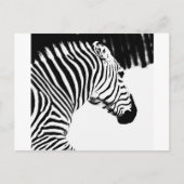 Zebra Postkarte (Vorderseite)
