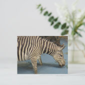 Zebra Postkarte (Stehend Vorderseite)