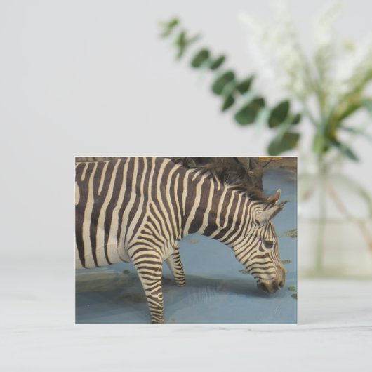 Zebra Postkarte (Stehend Vorderseite)