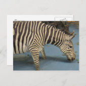 Zebra Postkarte (Vorne/Hinten)