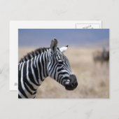 Zebra Postkarte (Vorne/Hinten)