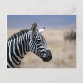 Zebra Postkarte (Vorderseite)