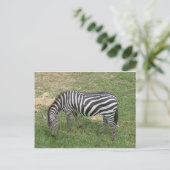Zebra Postkarte (Stehend Vorderseite)