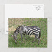 Zebra Postkarte (Vorne/Hinten)