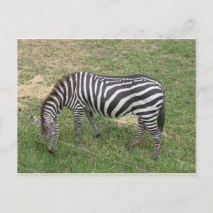 Zebra Postkarte