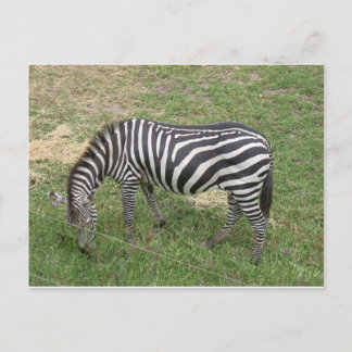 Zebra Postkarte