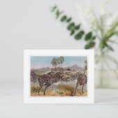 Zebra Postkarte (Stehend Vorderseite)