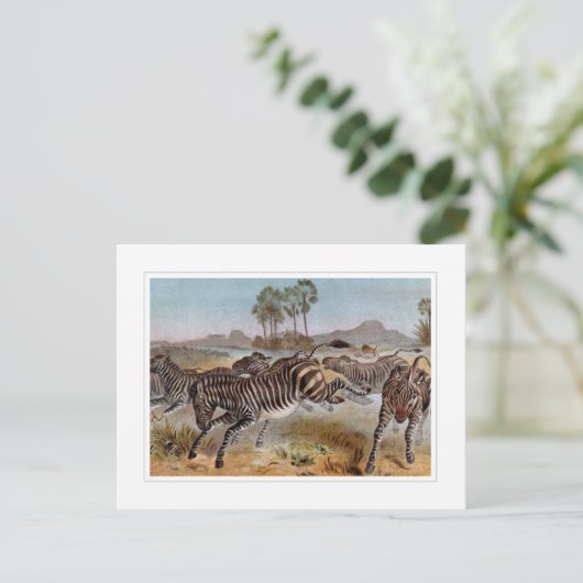 Zebra Postkarte (Stehend Vorderseite)