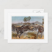Zebra Postkarte (Vorne/Hinten)