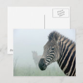 Zebra Postkarte (Vorne/Hinten)