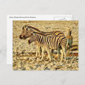 Zebra Postkarte (Vorne/Hinten)