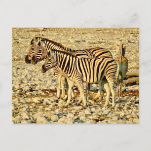 Zebra Postkarte