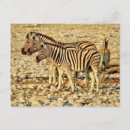 Zebra Postkarte (Vorderseite)