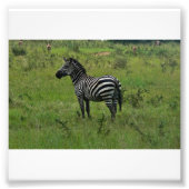 Zebra Print Fotodruck (Vorne)