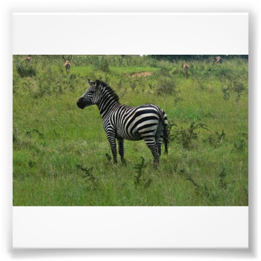Zebra Print Fotodruck (Vorne)