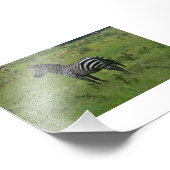 Zebra Print Fotodruck (Ecke)