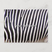 Zebra Print Postkarte (Vorderseite)