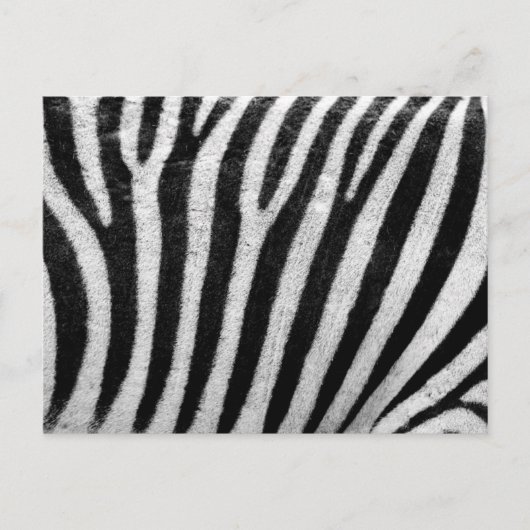 Zebra Print, Zebrastreifen, schwarz und weiß Postkarte (Vorderseite)
