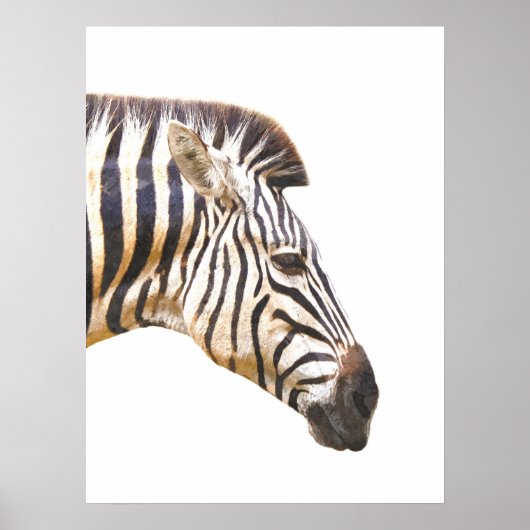 Zebra-Profil Dschungeltierportrait Poster (Vorne)
