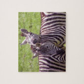 Zebra Puzzle (Vertikal)