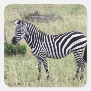 Zebra Quadratischer Aufkleber