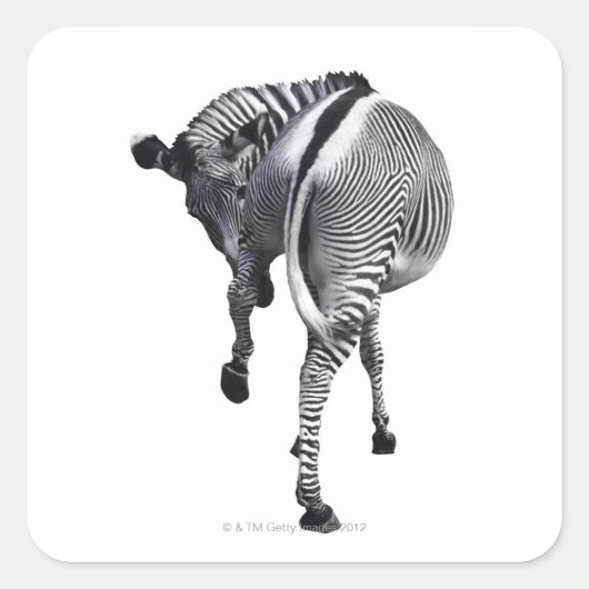 Zebra Quadratischer Aufkleber (Vorderseite)
