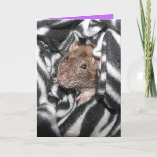 Zebra rat Geburtstagskarte Karte (Vorderseite)
