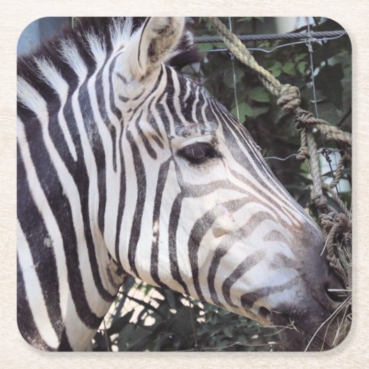 Zebra Rechteckiger Pappuntersetzer (Vorderseite)
