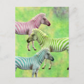 Zebra Rosa Blau Grün Postkarte (Vorderseite)